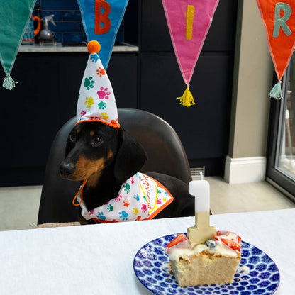 Dog Party Hat and Birthday Bandana