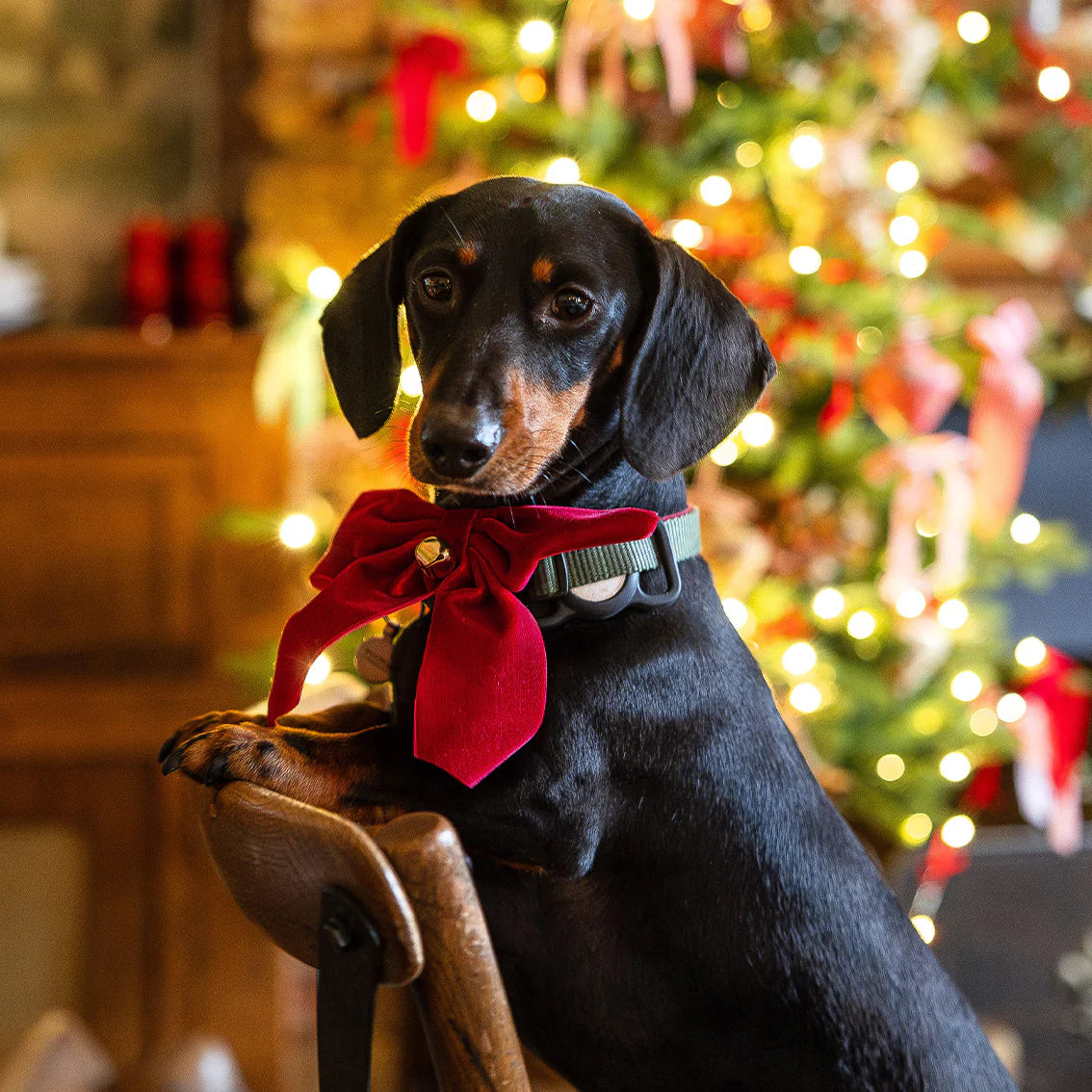 Christmas Velvet Bow Tie Dog/Cat